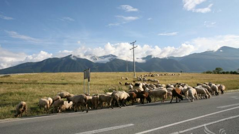 Автомобил прегази стадо овце при катастрофа край Ихтиман