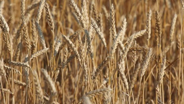 Анализ на МЗХ: С 25% по-ниски цени на пшеницата започна пазарната 2013/14 г.
