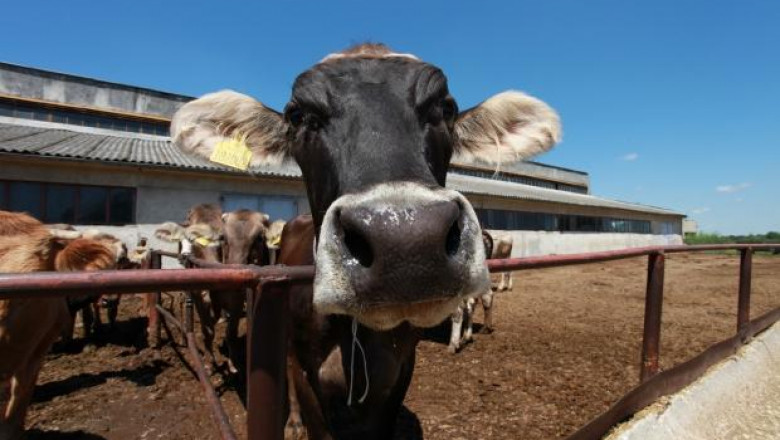 Зърнопроизводител в Търновско ще строи кравеферма за 100 животни