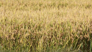 ДФЗ изплати De minimis на оризопроизводителите