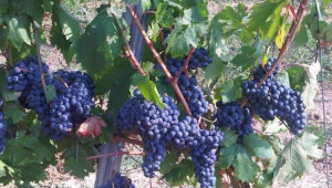 Фестивал на Дунавското вино и грозде подготвя клъстер „Дунавски вина“ - Agri.bg