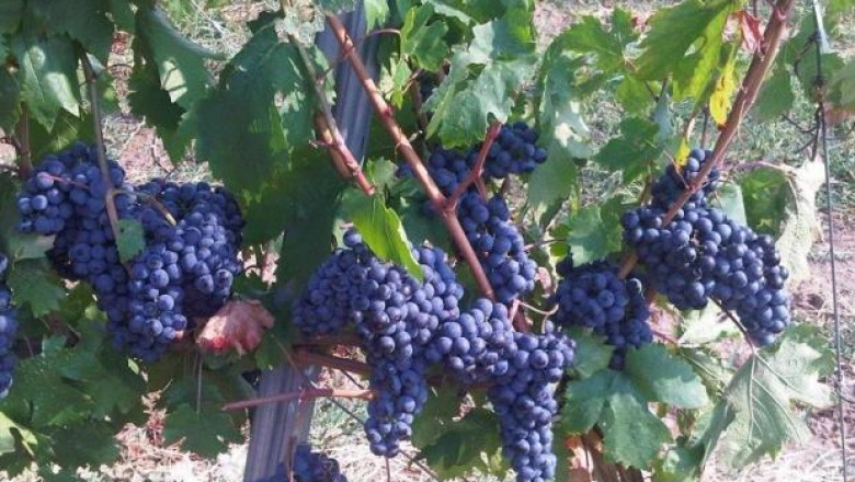 Фестивал на Дунавското вино и грозде подготвя клъстер „Дунавски вина“