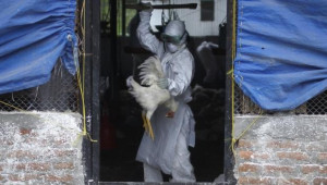 Зараза: Италиански фермер с пилчарник се разболя от птичи грип H7N7 - Agri.bg