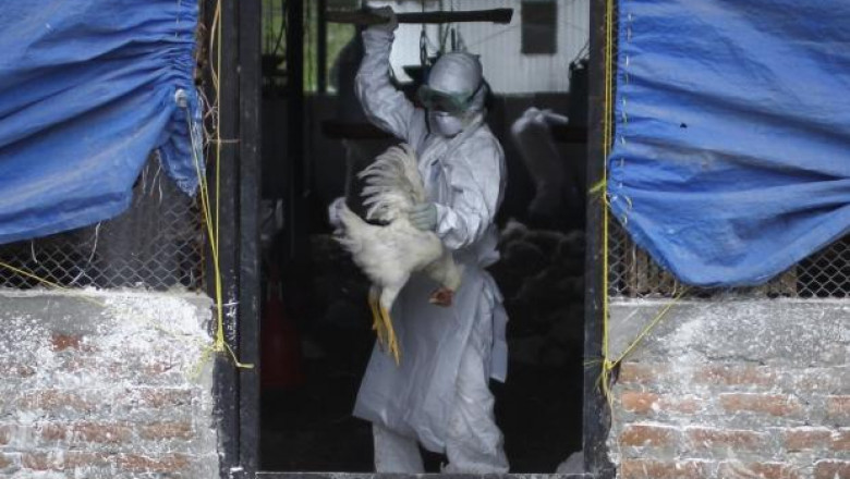 Зараза: Италиански фермер с пилчарник се разболя от птичи грип H7N7