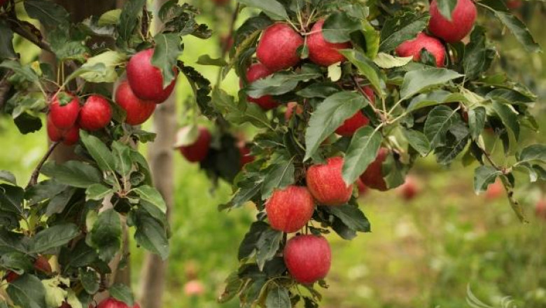 Празник на ябълката показа 26 сорта ябълки