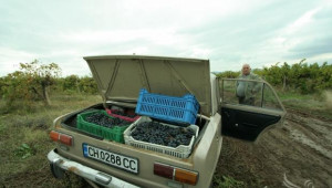 Гроздобера в Сливенско започва по-рано, но с прогнози за добра реколта (СНИМКИ) - Agri.bg