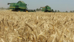 Сделките с пшеница в Добруджа вървят при 280-295 лв./тон - Agri.bg