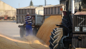 Понижава се прогнозата за реколтата от царевица в ЕС - Agri.bg