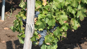 Селекция на ИЛВ – Плевен от 40 сорта грозде представят в сряда - Agri.bg