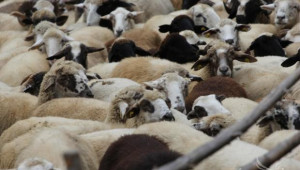 Епизоотичната комисия в Ямбол също се събра заради шарката по овцете - Agri.bg