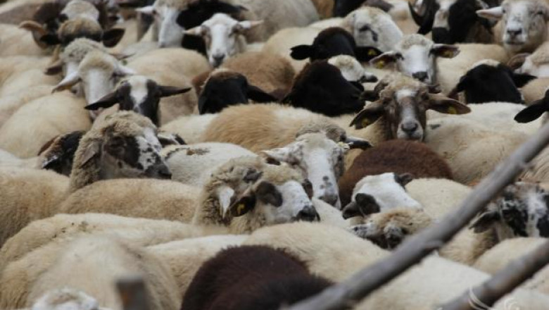 Епизоотичната комисия в Ямбол също се събра заради шарката по овцете