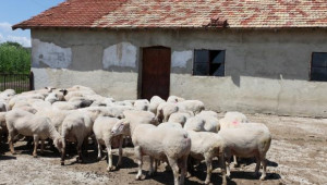 Засилват контрола във фермите заради опасност от шарка по овцете - Agri.bg