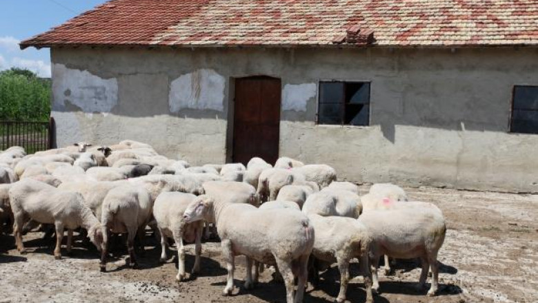 Засилват контрола във фермите заради опасност от шарка по овцете