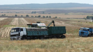 По-ниски добиви от слънчоглед и царевица очакват производители - Agri.bg