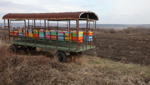 Добивите на пчелен мед във Видинско са около 35 кг от кошер - Agri.bg