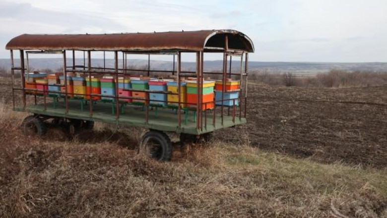 Добивите на пчелен мед във Видинско са около 35 кг от кошер