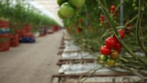 Ниски цени съсипват бизнеса с домати, оплакват се производители - Agri.bg