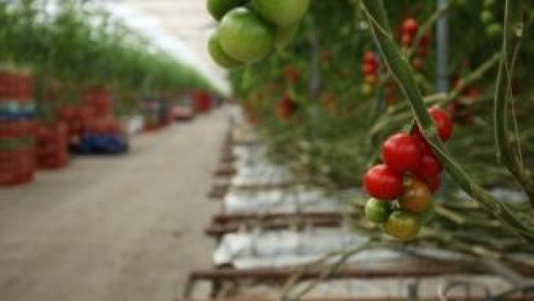 Ниски цени съсипват бизнеса с домати, оплакват се производители