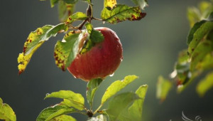 Реколтата от ябълки във Видинско е под въпрос, според производители - Agri.bg