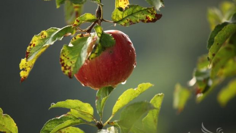 Реколтата от ябълки във Видинско е под въпрос, според производители