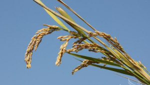Оризопроизводители ще получат 309 000 лева помощ De minimis за поливки