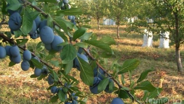 Явор Гечев: Държавата ще подпомогне производителите на плодове 