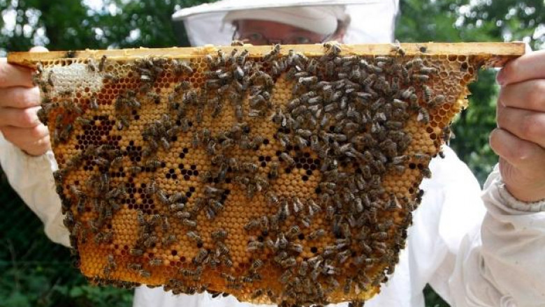 ДФЗ приема заявления за плащане по пчеларската програма до 2-ри септември