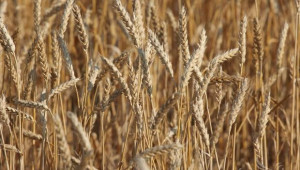 Близо 75% от пшеница 2013 е подходяща за висококачествени брашна, отчита НСЗ