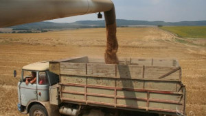 265 кг/дка пшеница прибират земеделците в Кюстендилско