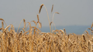 Жътвата на пшеница в област Ямбол приключва при добив 395 кг/дка