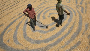ФАО: Пшеницата ще поскъпне с 90% през 2050 г., царевицата - с 35% - Agri.bg