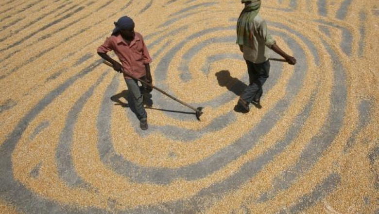 ФАО: Пшеницата ще поскъпне с 90% през 2050 г., царевицата - с 35%