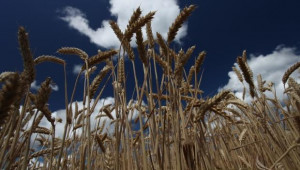 Приключва жътвата на пшеницата в област Видин - Agri.bg