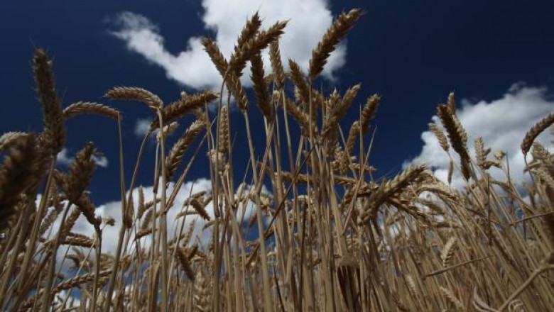 Приключва жътвата на пшеницата в област Видин
