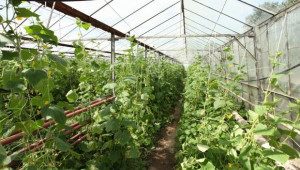 Зеленчукопроизводители кандидатстват по De minimis до 13-ти август - Agri.bg