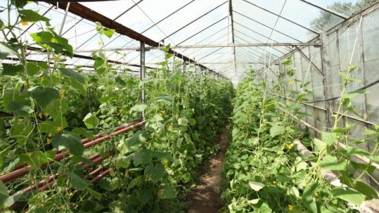Зеленчукопроизводители кандидатстват по De minimis до 13-ти август