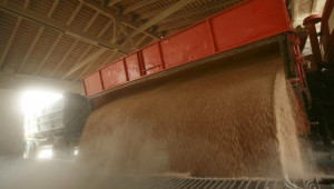 Япония възобновява вноса на пшеница от САЩ след ГМО скандала през май - Agri.bg