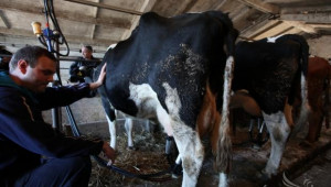 Мляко и сирене от фермата ще предлага троянски фермер - Agri.bg