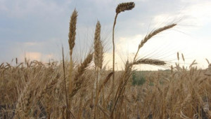 417 кг/дка е средният добив от пшеница в Монтанско - Agri.bg