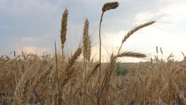 417 кг/дка е средният добив от пшеница в Монтанско