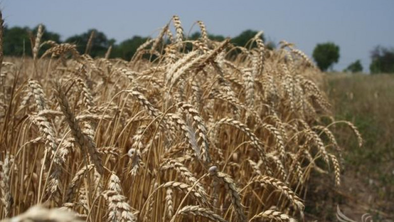По 480 кг/дка пшеница прибират в община Лом