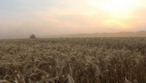 Приключва жътвата на пшеницата в област Велико Търново - Agri.bg