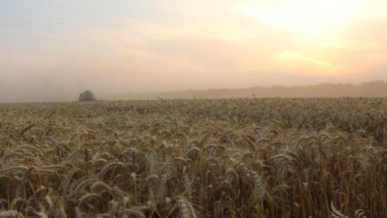 Приключва жътвата на пшеницата в област Велико Търново