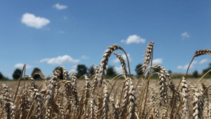 Ангел Вукодинов: Пазарът се подбива с 280 лв. за тон пшеница