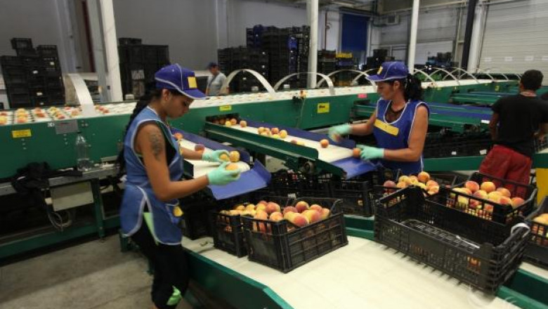 Липсата на коопериране е основна пречка за пазара на плодове и зеленчуци