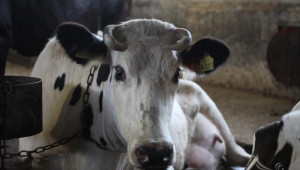 ИАСРЖ настоява ЕК да запази помощта за водене на родословна книга на животните - Agri.bg