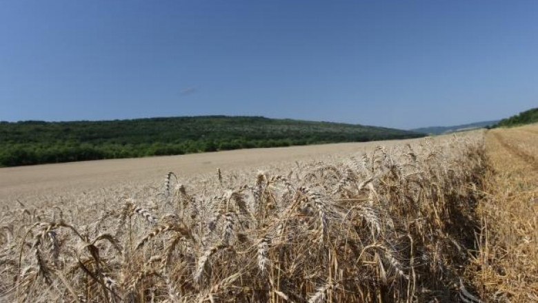 550 кг/дка е средният добив от пшеница в Исперих