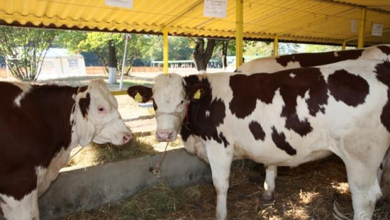 Държавна помощ за четири животновъдни изложения прие ДФЗ