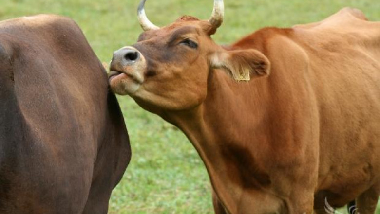 ДФЗ разсрочи кредитите на животновъдите до 10-ти Октомври