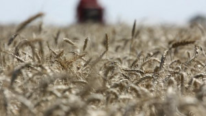 Пшеницата в Монтана е прибрана наполовина, започна жътва на рапица